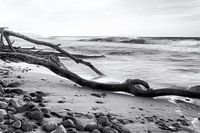 Tree trunk in the sea