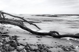Tree trunk in the sea by Frank Andree