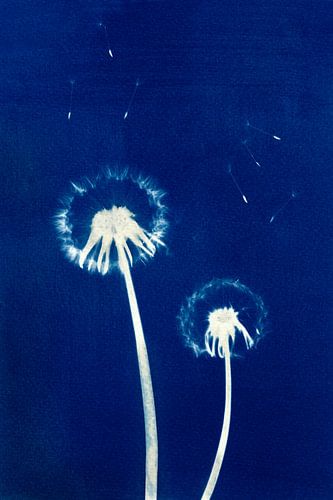 Cyanotype - Paardebloem #1