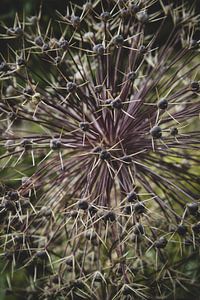 Perzische ui, Allium christophii stekelige zaaddoos