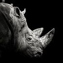 Rhino, Christian Meermann by 1x thumbnail