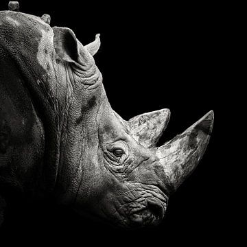 Rhinocéros, Christian Meermann sur 1x