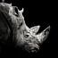 Rhinos