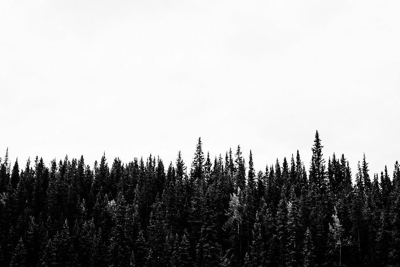 Grüne Baumkronen von Walljar