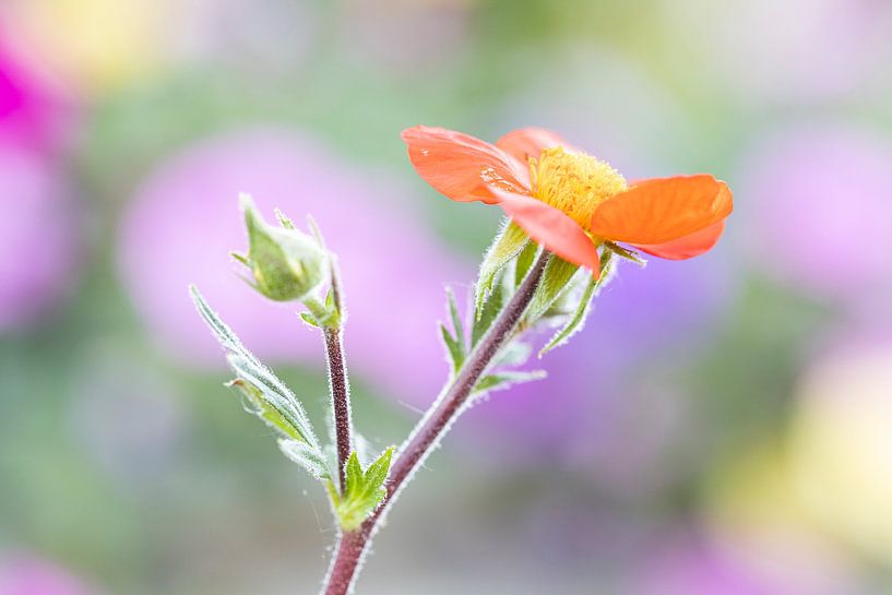 Red Flower by Hans van der Grient