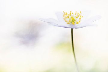 Wood anemone 2021 - 1 by Danny Budts