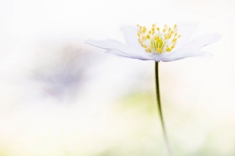 Wood anemone 2021 - 1 by Danny Budts