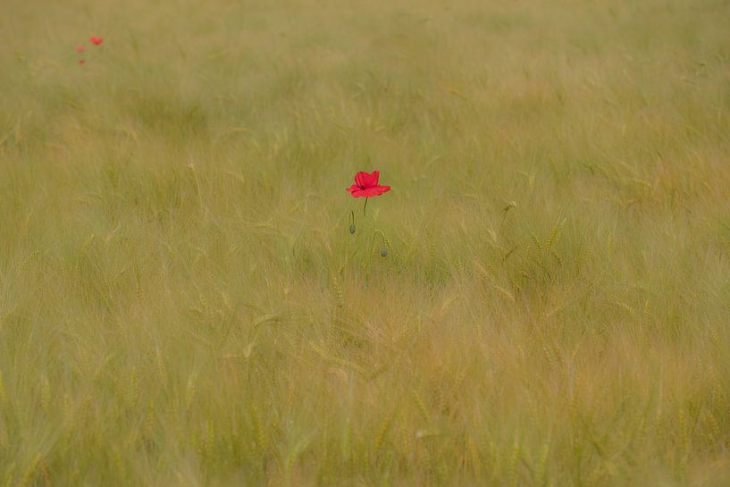 Klaproos by Moetwil en van Dijk - Fotografie