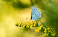 Yellow and blue ...