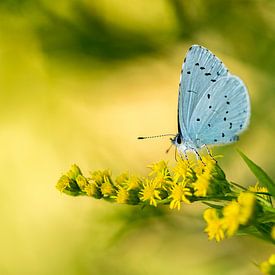 Yellow and blue ... sur Henriëtte van Golde