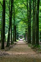 Forest trail
