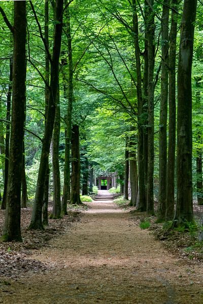Bospad van Twan Aarts Photography