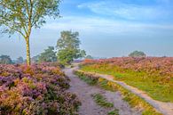 Pad door een bloeiend heideveld tijdens zonsopkomst van Sjoerd van der Wal Fotografie thumbnail