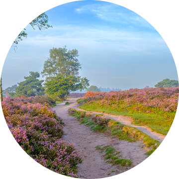 Pad door een bloeiend heideveld tijdens zonsopkomst
