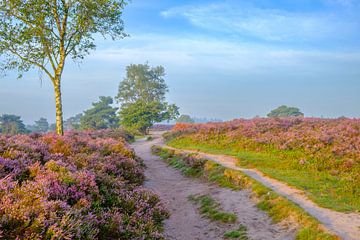 Path through a blooming heather field during sunrise by Sjoerd van der Wal Photography
