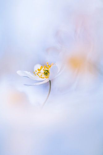 The beauty of silence by Bob Daalder