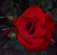 Rose im Schatten