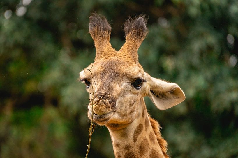 Portrait of an eating giraffe by Sonny Vermeer