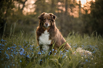 Ein aufmerksamer australischer Schäferhund auf einer Wiese zwischen blauen Blumen / goldene Stunde