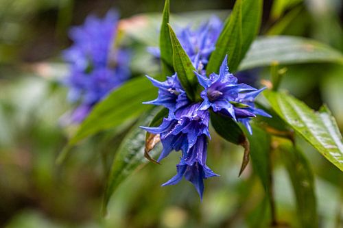 Wilde bloemen in het Reuzengebergte/Zwallowwort Gentiaan