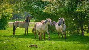 Konik-Pferde laufen in der Horsterwold