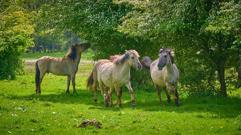 Konik-Pferde laufen in der Horsterwold von Jenco van Zalk