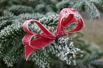 Witte kerst met een mooie rode kerststrik in de kerstboom van Patrick Verhoef