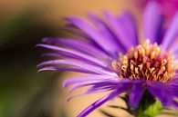 Paarse bloem macro foto van Rouzbeh Tahmassian thumbnail