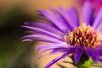 Paarse bloem macro foto