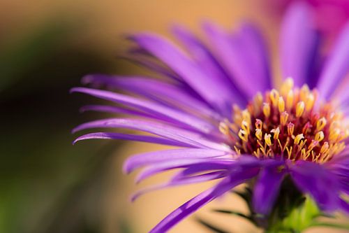 Paarse bloem macro foto