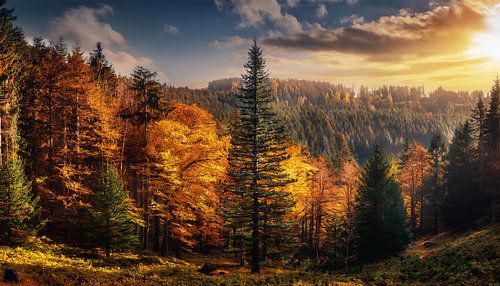 Herbstwald mit Farben und Blättern