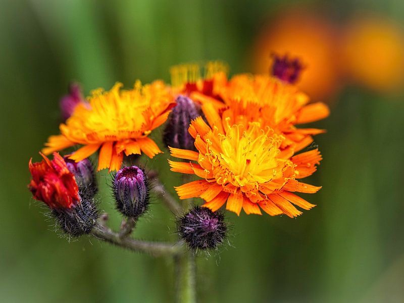 Havikskruid van Rob Boon