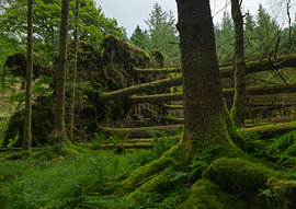 Whinlatter Forest – Lake District (England) von Marcel Kerdijk