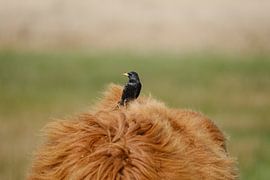 Starling on the back of a Scottish Highlander by R Alleman