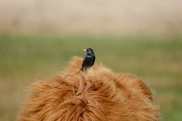 Spreeuw op de rug van een schotse Hooglander