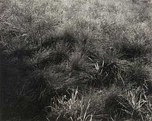 Grasses (1933) by Alfred Stieglitz