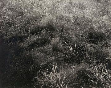 Grasses (1933) par Alfred Stieglitz sur Peter Balan