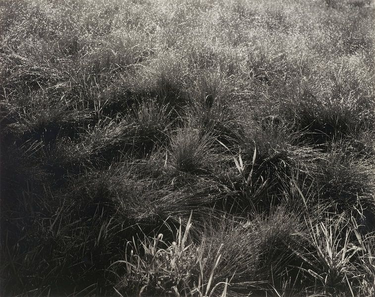 Grasses (1933) by Alfred Stieglitz by Peter Balan