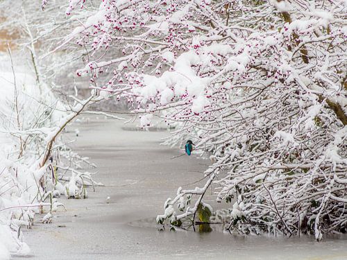 Der Eisvogel im Winter
