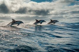 Dauphins sautant dans l'océan sur Poster Art Shop