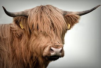 Scottish Highlanders: Porträt Schottische Hochlandkuh
