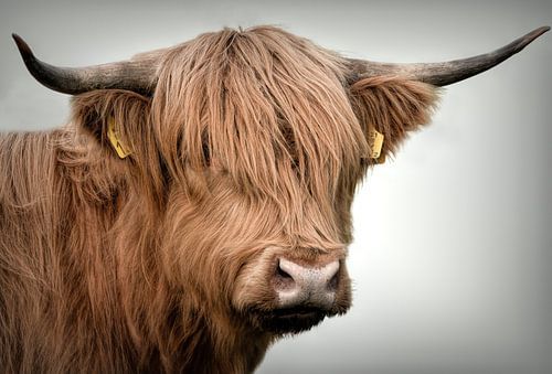 Scottish Highlanders: Portrait Scottish highlander cow