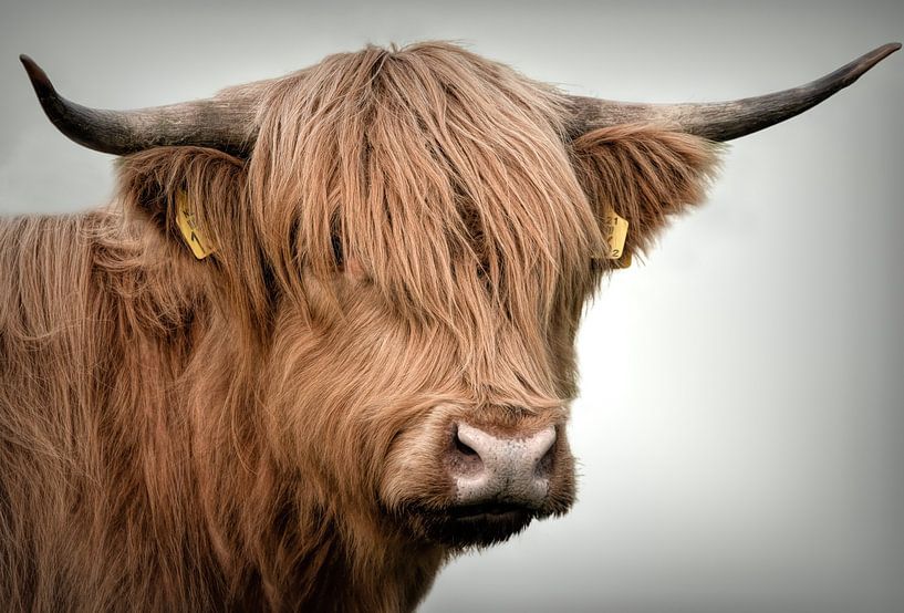 Schotse Hooglanders: Portret Schotse hooglander koe van Marjolein van Middelkoop