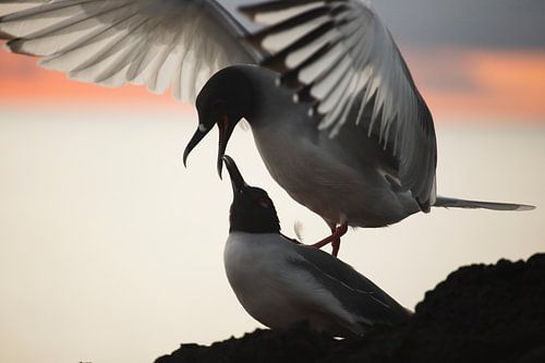 Zwaluwstaart meeuwen