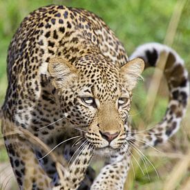 Luipaard in Zambia by Thea Kleinrouweler