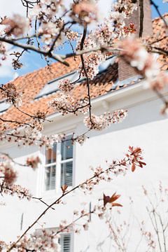 Naturfotografie - Kirschblüte in Alkmaar Nederlands] von Robin Polderman