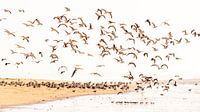 Flock of birds on the beach