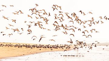 Troupeau d'oiseaux sur la plage sur VIDEOMUNDUM