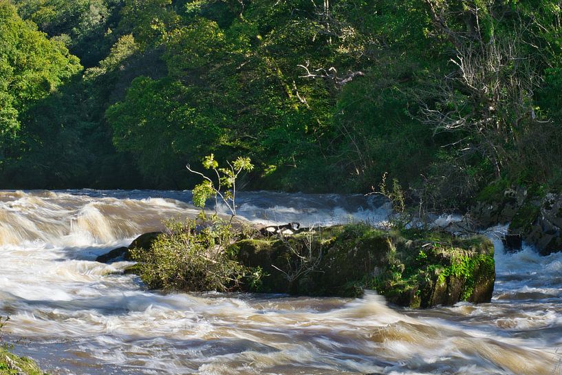 Chutes de Cenarth passant devant une petite île par Frank's Awesome Travels