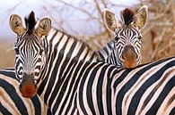 Zebra-Freundschaft in Südafrika von W. Woyke Miniaturansicht